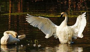 Competition entry: Trumpeter Swans