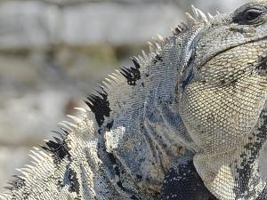 Competition entry: Spiked Iguana - Riviera Maya, Mexico 