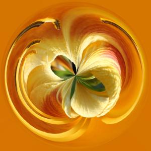Competition entry: Daylily In Crystal Ball
