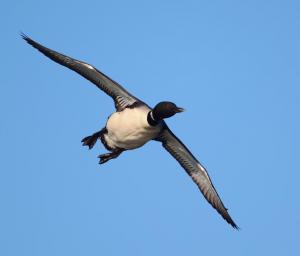 Competition entry: Loon in flight