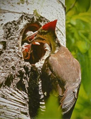 Competition entry: Pileated