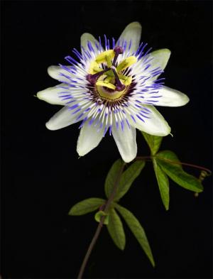 Competition entry: Passion Flower #4