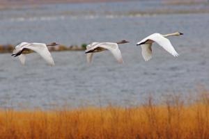 Competition entry: Tundra Swans