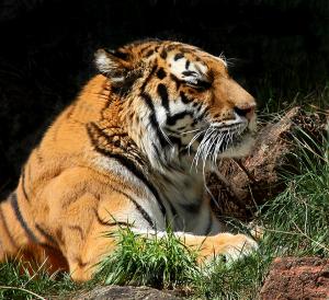 Competition entry: Tiger @ Colorado Springs Zoo