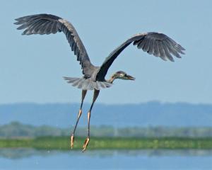Competition entry: Great Blue Heron Flying Away
