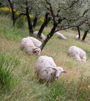 Competition entry: Grazing in the Olive Grove