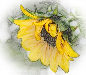 Competition entry: Sunflower