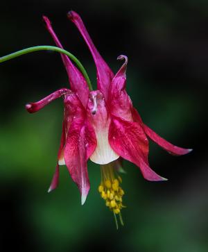 Competition entry: Red Columbine
