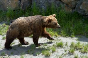 Competition entry: Kenai Peninsula Bear 2764