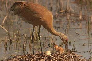Competition entry: Sandhill Cranes and Egg