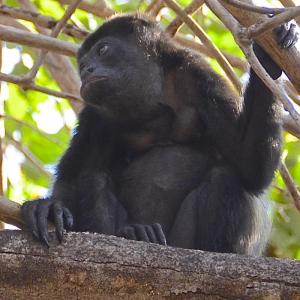 Competition entry: Howler Monkey - Quiet for now