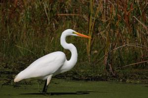 Competition entry: Standing White Egret
