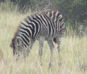 Competition entry: Zebra foal
