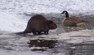 Competition entry: Beaver and Goose