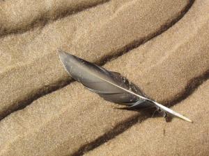Competition entry: Feather on Sand