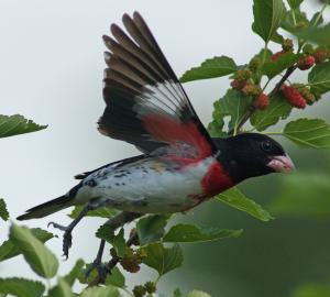 Competition entry: Rose-breasted Grosbeak