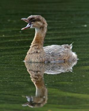 Competition entry: Pied-billed Grebe