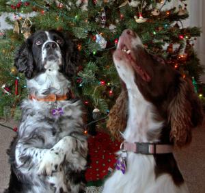 Competition entry: Knicks and Gracie Watching for Santa