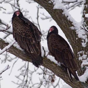 Competition entry: Turkey Vultures