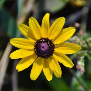 Competition entry: Black-Eyed Susan Wildflower