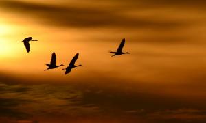 Competition entry: Morning Flight - Sandhill Cranes