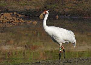 Competition entry: Whooping Crane at Necedah Wildlife Refuge