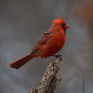 Competition entry: Yes, Another Cardinal on a Stick