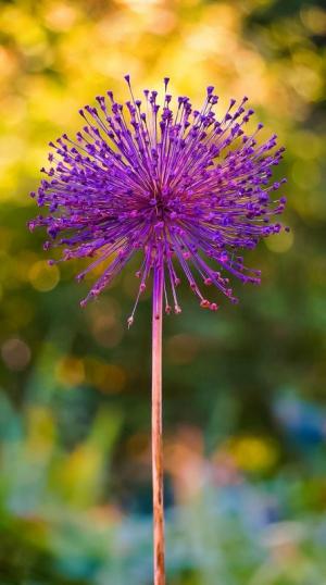 Competition entry: Allium in the garden