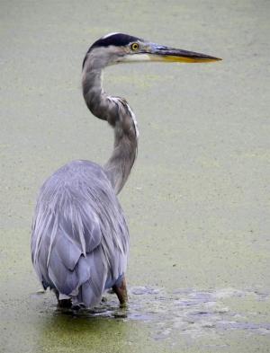 Competition entry: Great Blue Heron