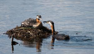 Competition entry: Red Necked Grebes of Alaska