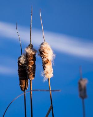 Competition entry: Winter Cattails