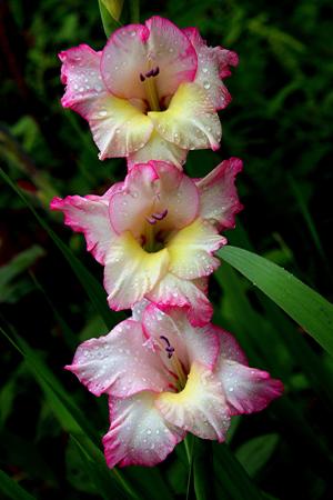 Competition entry: Gladiolas in Rain