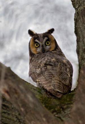 Competition entry: Whooo you looking at