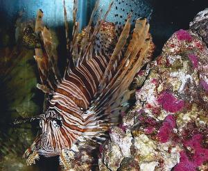Competition entry: Lion Fish