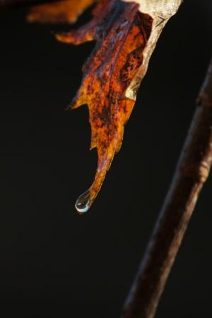 Competition entry: Dew Drop