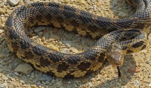 Competition entry: Western Foxsnake
