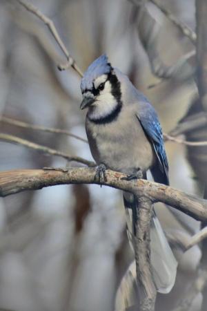 Competition entry: Blue Jay