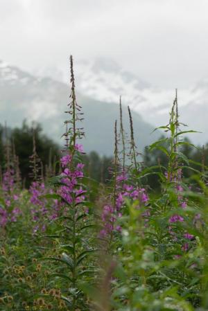 Competition entry: Fireweed- Alaska