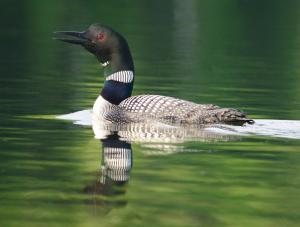 Competition entry: Loon Calling