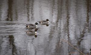 Competition entry: Pintails