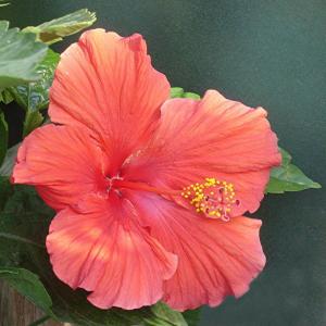 Competition entry: Hibiscus