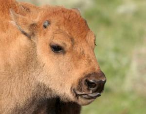 Competition entry: Baby Bison