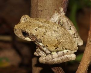 Competition entry: Bird-voiced Treefrog