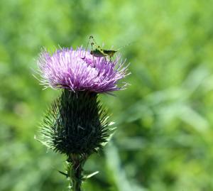 Competition entry: Grasshopper on Thistle