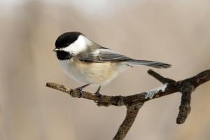 Competition entry: Mr. Chickadee