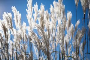Competition entry: Pampas Grass