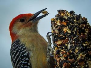 Competition entry: Hungry Woodpecker