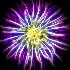 Competition entry: Clematis - Electrified