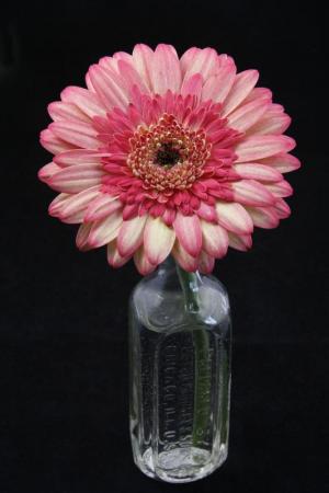 Competition entry: Pretty Pink Daisy