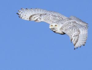 Competition entry: Snowy Owl